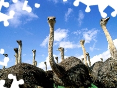 Struś