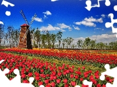 Wiatrak, Tulipanów, Połacie, Czerwonych