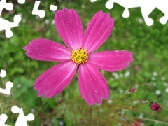 Cosmos odętka, Różowy