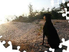 Plaża, Doberman