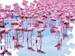 Stado, Flamingi