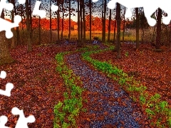Liście, Ścieżka, Park