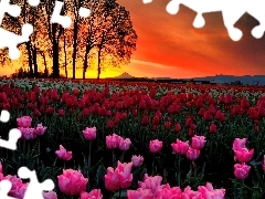 Połacie, Drzewa, Zachód, Tulipanów, Słońca