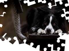Ławka, Collie, Smutny, Border