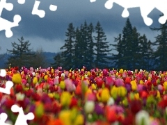 Tulipany, Choinki, Kolorowe