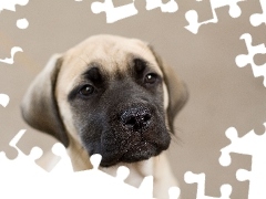 Portret, Bullmastiff