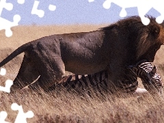 Zebra, Atak, Lew