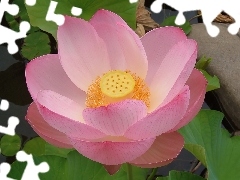 Lotosu, Kwiat