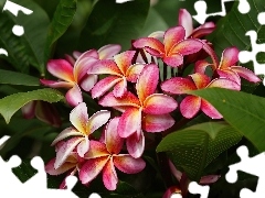 Plumeria, Kwiat