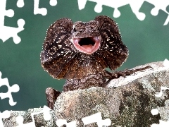 Kołnierzasta, Agama