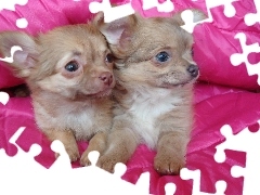 Małe, Chihuahua, Dwa