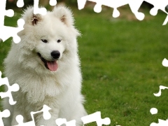 Samojed, śliczny