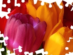 Tulipany, Kolorowe