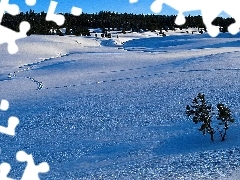 Lasy, Zima, Pola