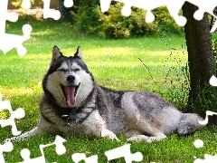 Drzewo, Trawa, Husky, Język