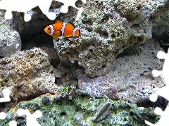 Podwodne, Skały, Nemo