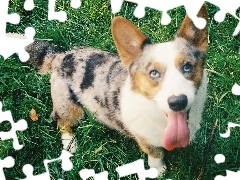 zielona, trawa, Welsh corgi cardigan