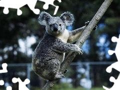 Gałąź, Koala, Szary, Misiek