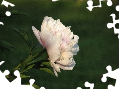 Piwonia
