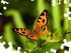 Motyl