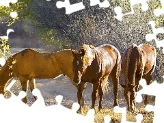 Poranek, Las, Trzy, Konie