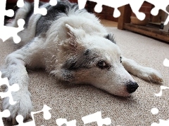 Dywan, Border Collie