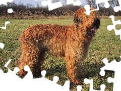 płowe, umaszczenie, Owczarek francuski Briard