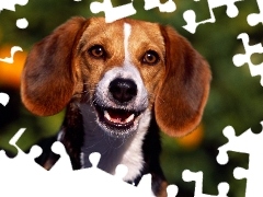 Obroża, Beagle