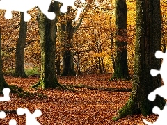 Gałęzie, Liście, Drzewa, Kolorowe