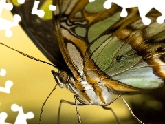 Zbliżenie, Motyl