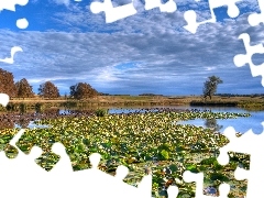 Łąka, Wodne, Drzewa, Jezioro, Chmury, Lilie
