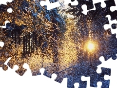 Śnieg, Promienie Słońca, Las