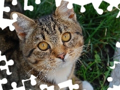 Piękne, Spojrzenie, Kot, Oczy, Dachowiec