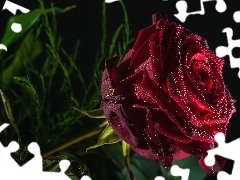 Rosy, Krople, Bordowa, Róża