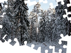 Śnieg, Zima, Las